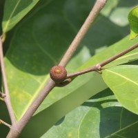 Ficus tinctoria subsp. gibbosa (Blume) Corner